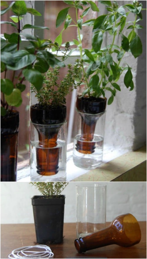 Upcycled Empty Glass Bottle Garden