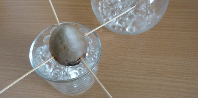 Как вырастить авокадо из косточки: Косточка в стакане с гидрогелем