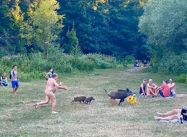 A series of snapshots caught the hilarious moment a naturist ran naked through a park in order to chase down a wild boar that had stolen his laptop