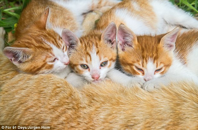 Meet you at the milk bar! A trio of kittens suckle at their mother
