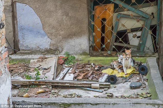 Family photo: Kittens hide behind their mother in the Bursa neighbourhood
