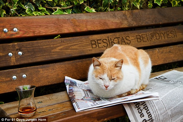 Taking it easy: A ginger kitty relaxes with a newspaper and a drink on a park bench