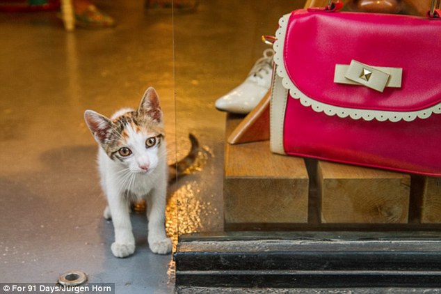 How much is that handbag in the window? One sartorially-inclined cat eyes up a boutique