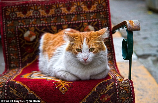 The cat who sat on the mat: One ginger-and-white cat takes a seat on a Turkish rug