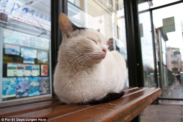 The Cats Of Istanbul