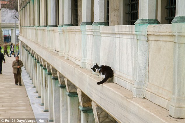 Cat on a landmark: This black-and-white moggy was snapped perching on the famous Blue Mosque