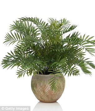 Madagascan areca palm is one of the best houseplants when it comes to 