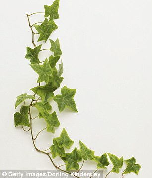 English Ivy removes 78 per cent of airborne mold in just 12 hours