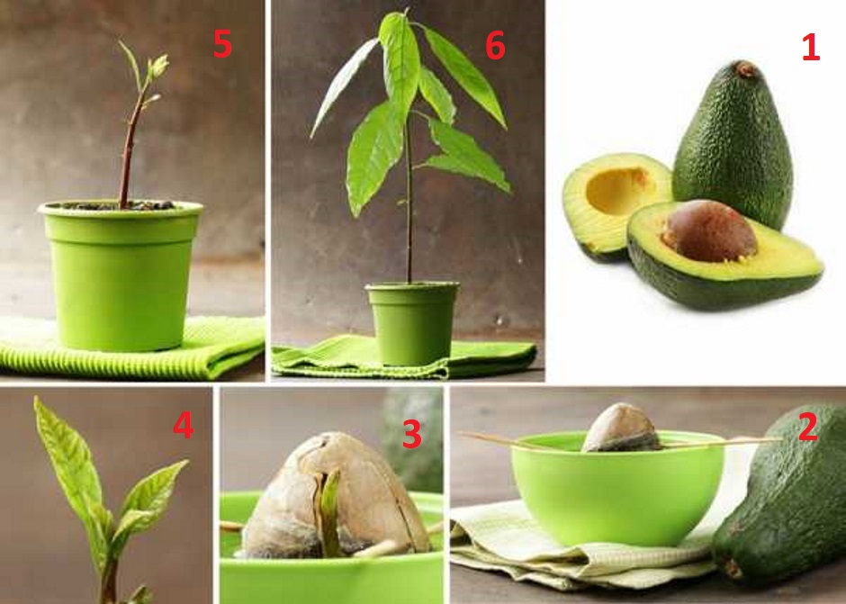 как вырастить авокадо из косточки в домашних условиях в горшке пошагово фото 