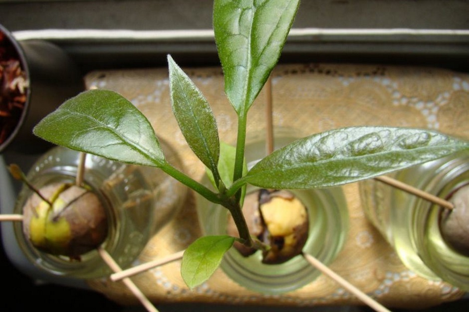 как вырастить авокадо из косточки в домашних условиях 