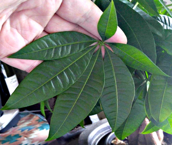 Leaves of the money tree plant.