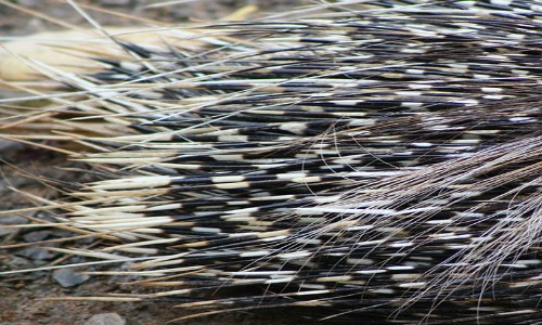 porcupine  interesting facts