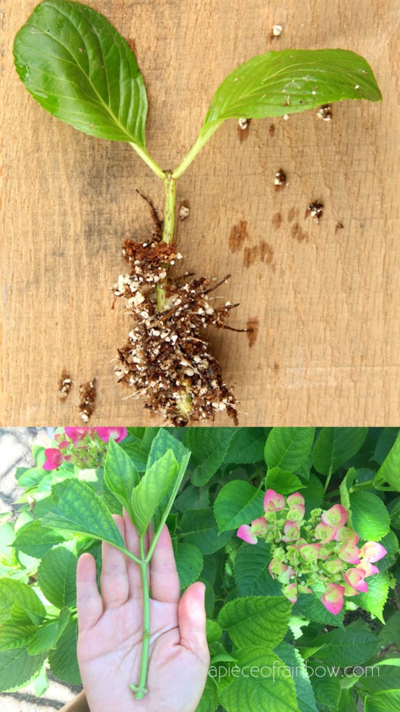 Propagated new Hydrangea cuttings with roots