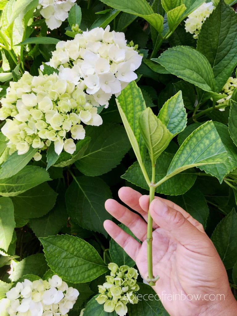 How to Propagate Hydrangeas from cuttings 