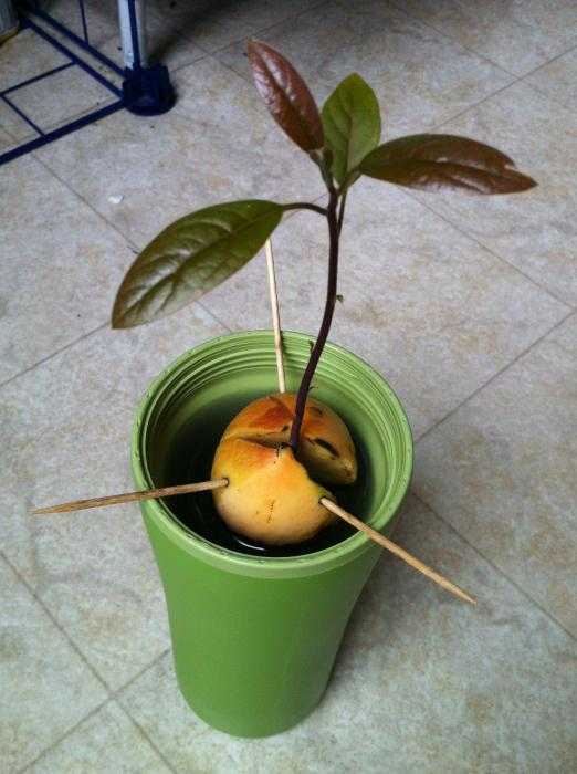 Вырастить авокадо в домашних условиях из косточки пошаговая инструкция с фото